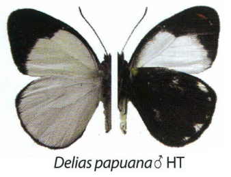 Delias papuana