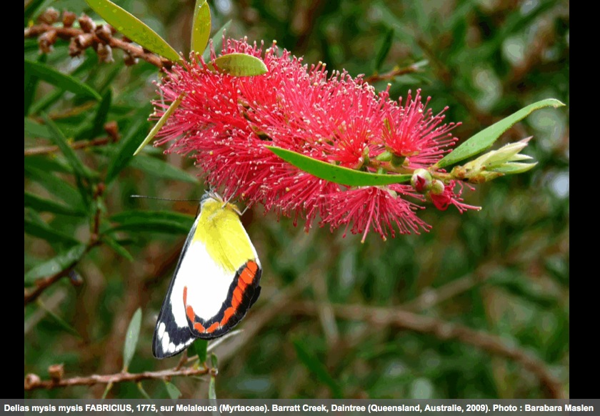 delias_mysis_mysis_daintree_queensland.jpg