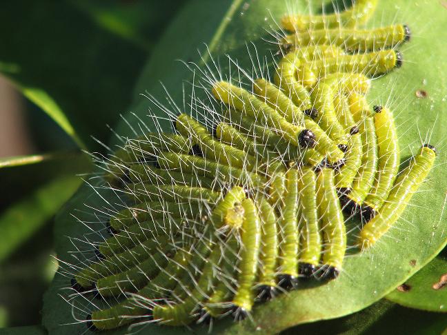 delias_mysis_caterpillar_larvae.jpg