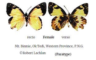 delias-binniensis-female.png