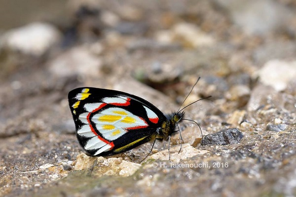 Delias_flavistriga_flavistriga_Pass_Valley_4_July_2016.jpg