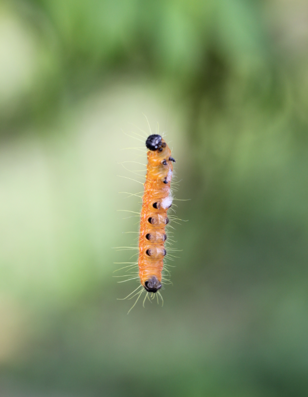 delias-hyparete-caterpillar.png