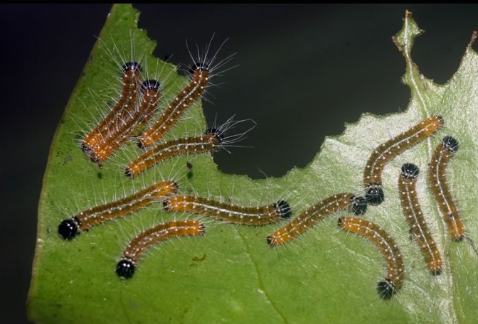 delias-eucharis-caterpillar.png