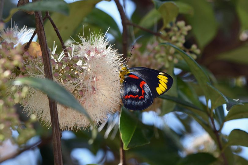 Delias nigrina female from Australia