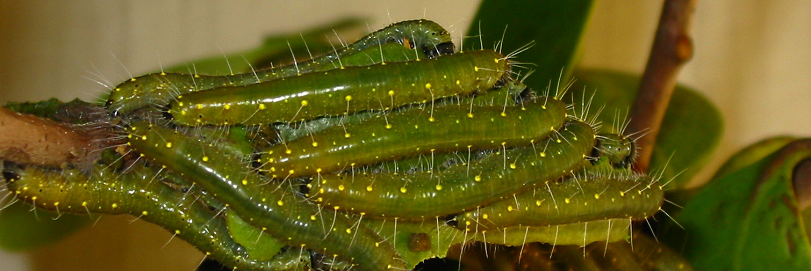 delias-nigrina-caterpillar.png
